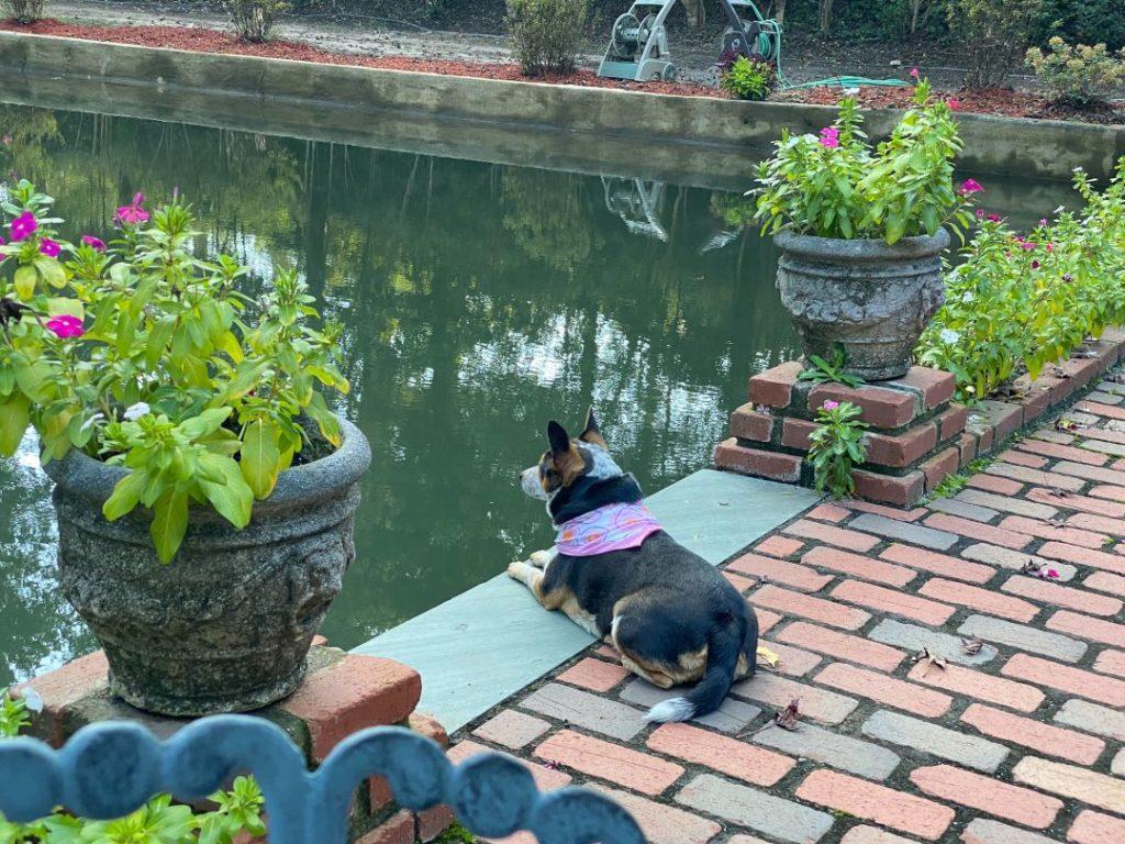 A dog sitting on the ground near water.