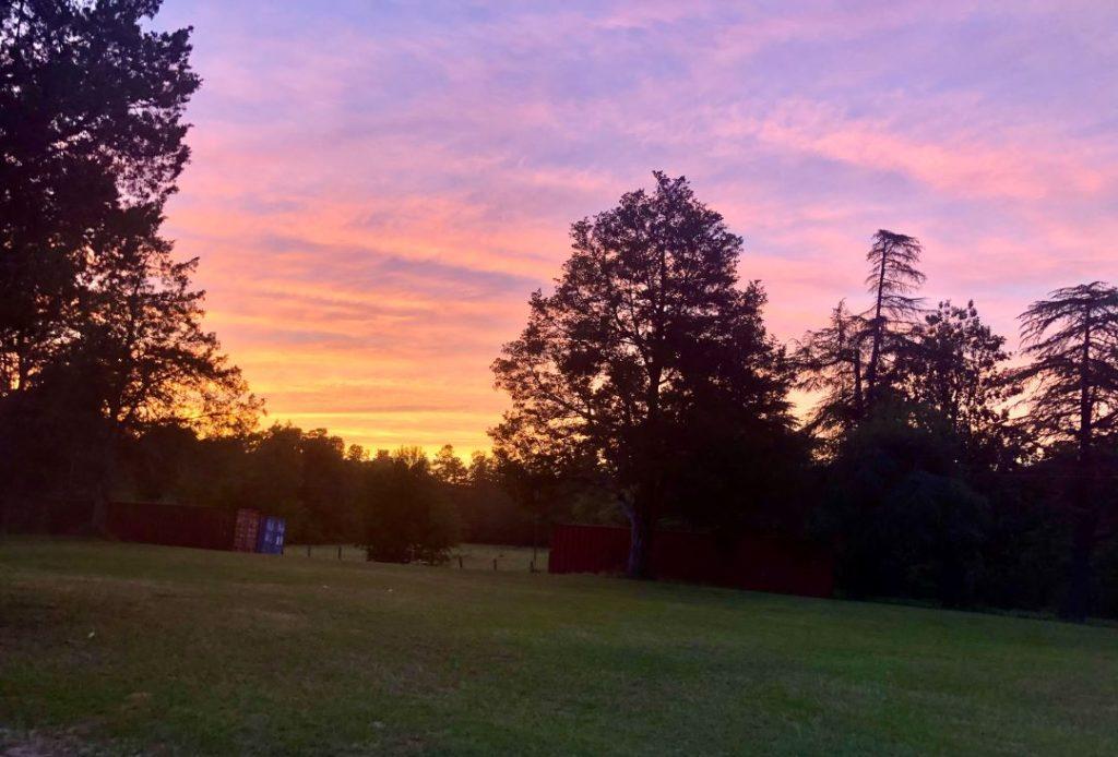 A field with trees and the sky in the background