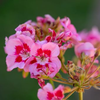 A close up of some pink flowers with green stems