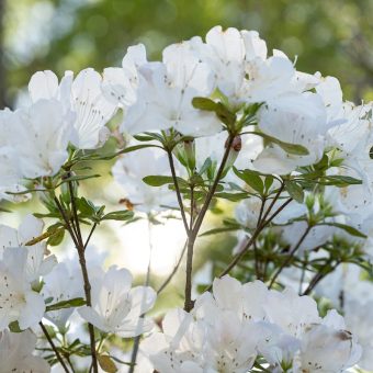 A close up of some white flowers in the sun