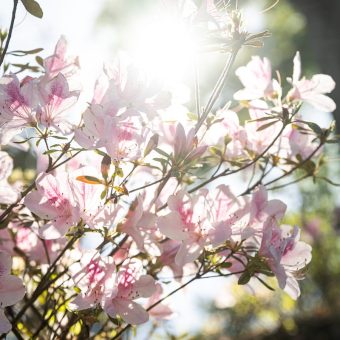 A close up of pink flowers with the sun shining through