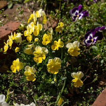 A group of yellow flowers in the dirt.