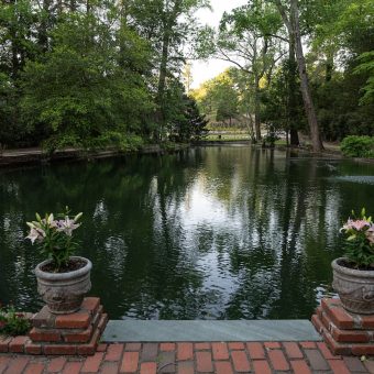 A pond with two large white flowers in the middle of it.