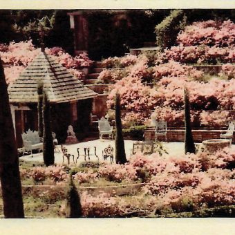 A garden with pink flowers and trees in the background.